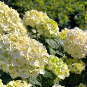 #3 Container Blushing Bride Hydrangea Perennial Plant