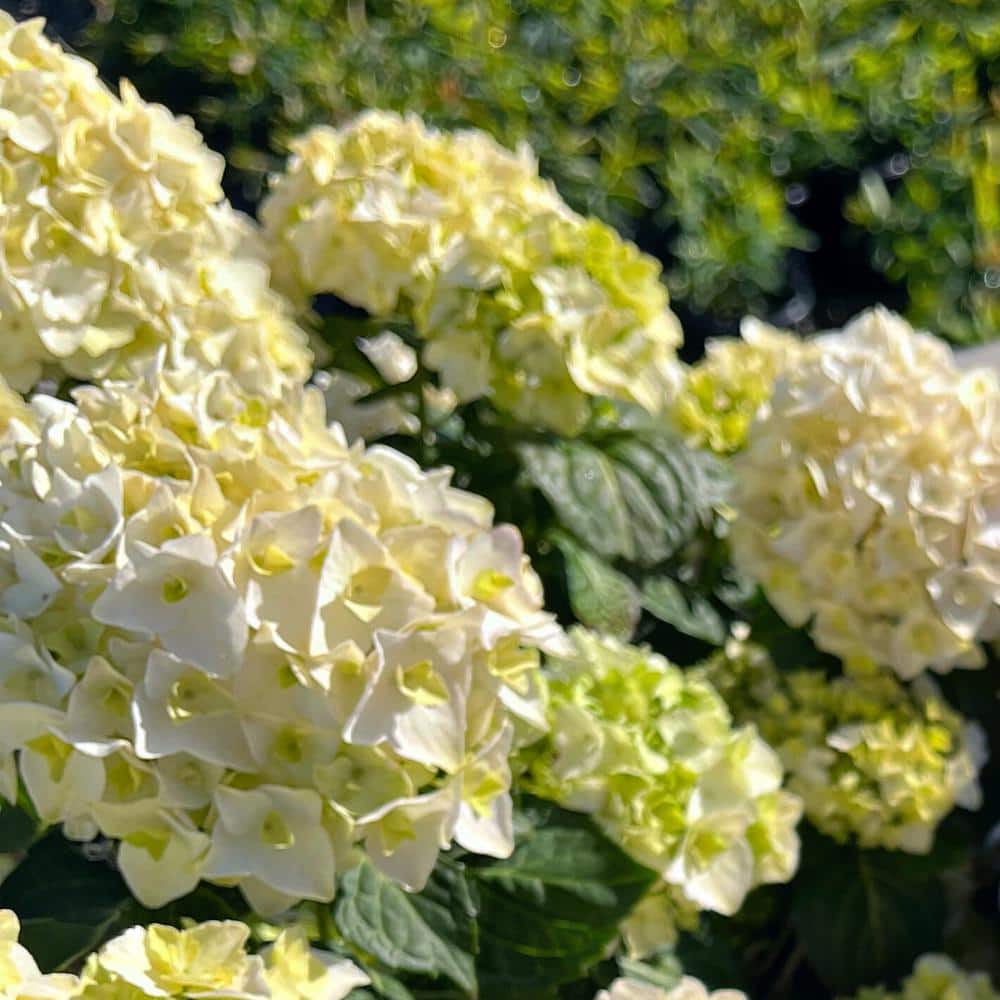 3 Gal. Blushing Bride Reblooming Hydrangea Flowering Shrub, White to Blush 