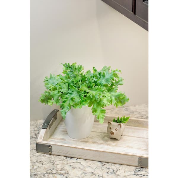 PROVEN WINNERS 7 in. Living Lace Davana (Aureum) - Blue Star Fern, Live Plant, Seagrass Container (1-Pack)