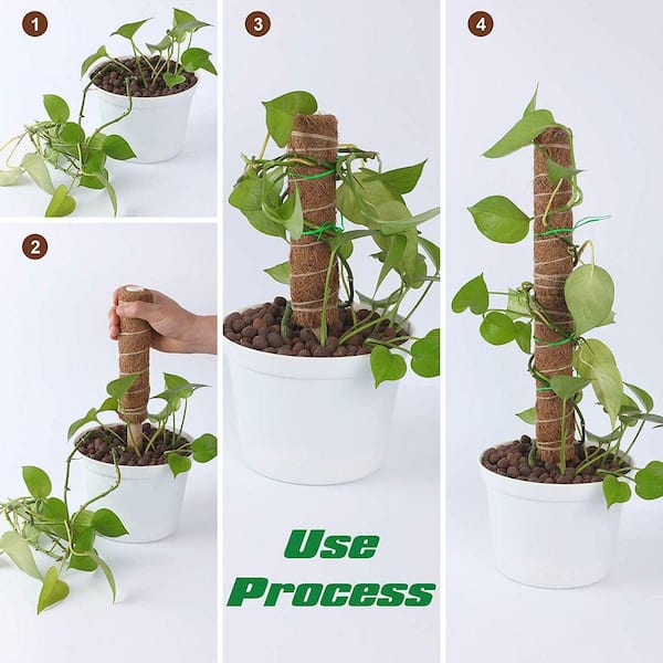 12 in. Moss Rods for Monstera Climbing Plant Support Extended Coir Moss  Rods (2-Pack) B08ZSRXPWL - The Home Depot