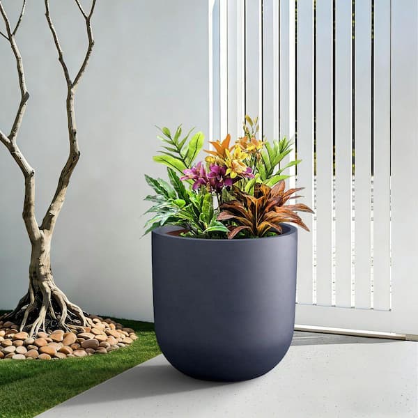 money tree variegated Money Tree | Indoor Plants