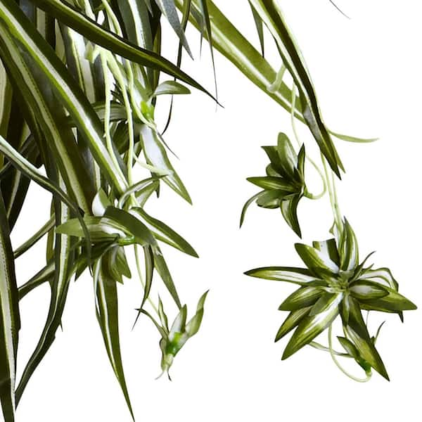 Beautiful Indoor Baby Spider Plant Chlorophytum comosum (Green) x 1  Spiderette