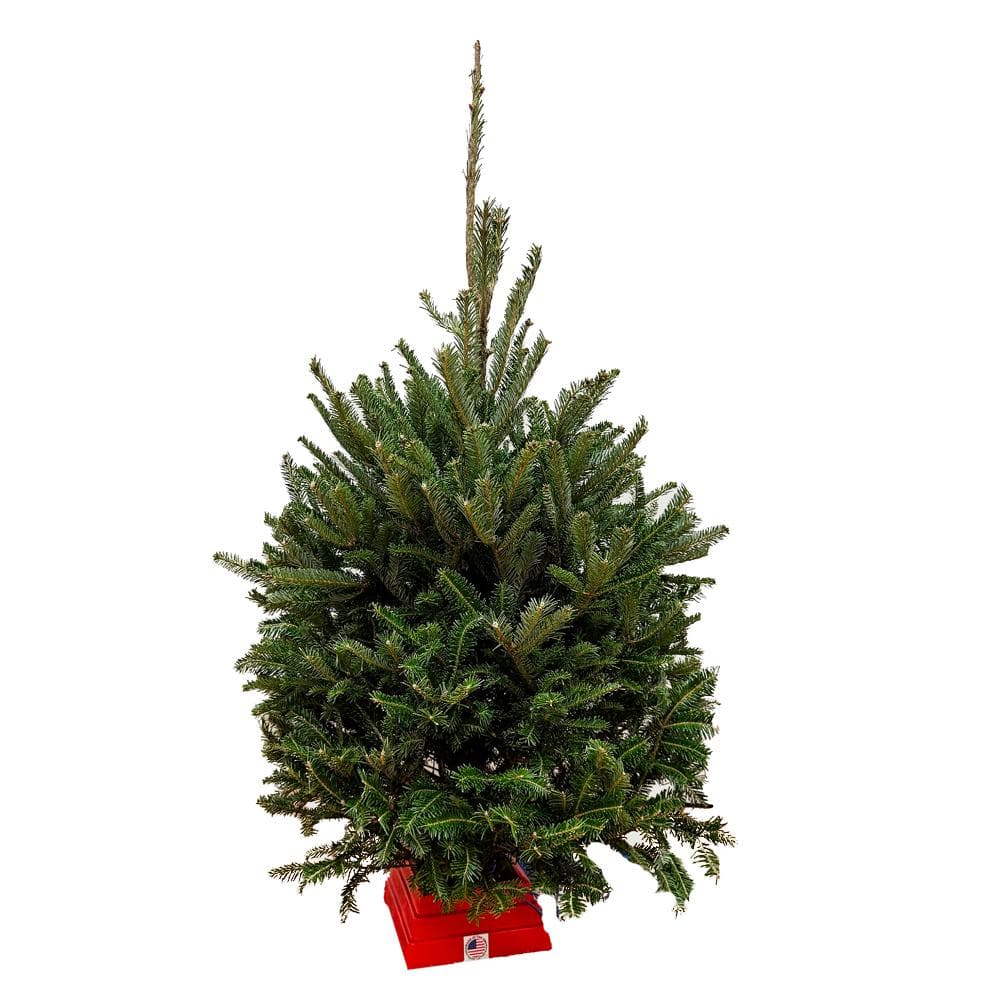 3 ft. to 4 ft. Freshly Cut Fraser Fir Real Christmas Tree
