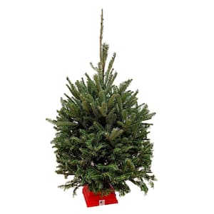 3 ft. to 4 ft. Freshly Cut Fraser Fir Real Christmas Tree with Stand