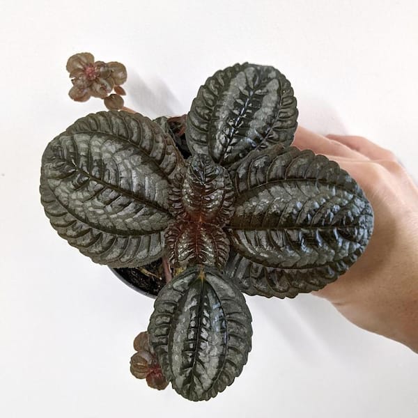 Decorative plant - Water palm, 12 inches - Underwater Treasures