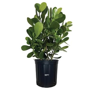 Clusia Live Outdoor Plant in Growers Pot Average Shipping Height 2-3 Ft. Tall