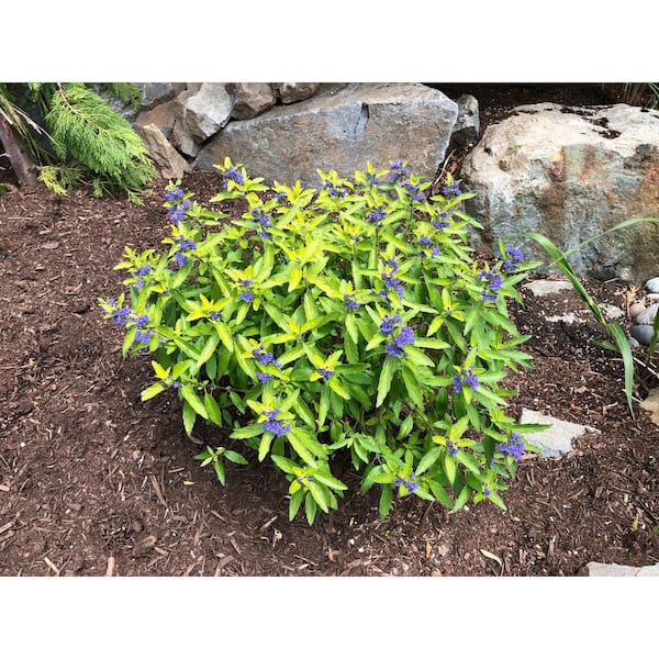 Jumbo Pint Beekeeper Bluebeard (Caryopteris) Live Shrub, Blue Flowers