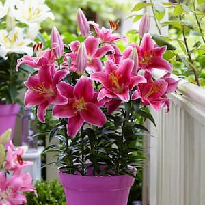 Patio Pink Romance Lilies Kit with 7 Bulbs, Metal Planter, Nursery Pot, Medium, Gloves, Planting Stock