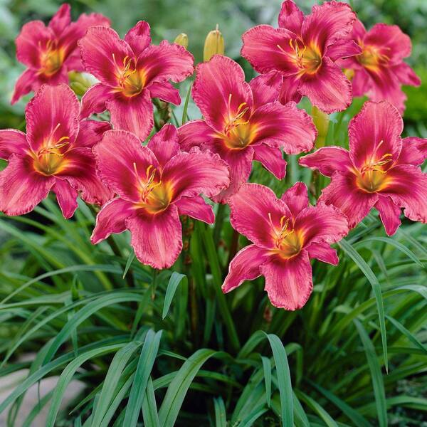 Unbranded Daylily Grape Magic Bare Root Dormant Plants (8-Pack)
