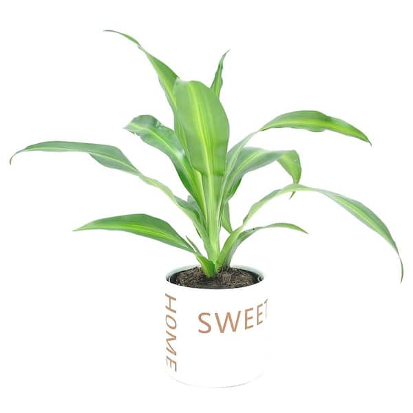 Costa Farms 4 in. Tremont Dracaena Plant in Deco Container