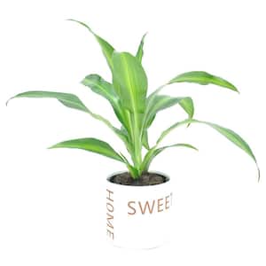 Grower's Choice Dracaena Indoor Plant in 4 in. Home Sweet Home Ceramic Planter, Avg. Shipping Height 8 in. Tall