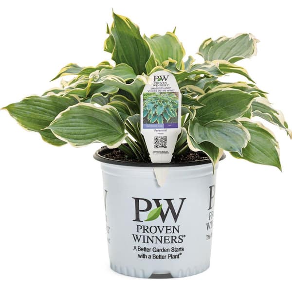 0.65 Gal. Shadowland 'Voices in the Wind' Hosta (Hosta hybrid) Live Perennial Plant with Blue Green and Yellow Foliage