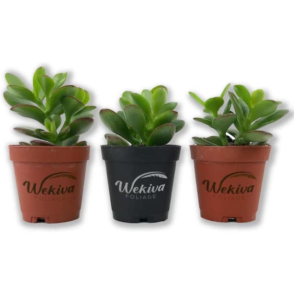Wekiva Foliage Mini Leaf Jade Plant-3 Live Starter Plants in 2 in.  Pots-Portulacaria Afra-Drought Tolerant Indoor Outdoor MinJad3x2 - The Home  Depot