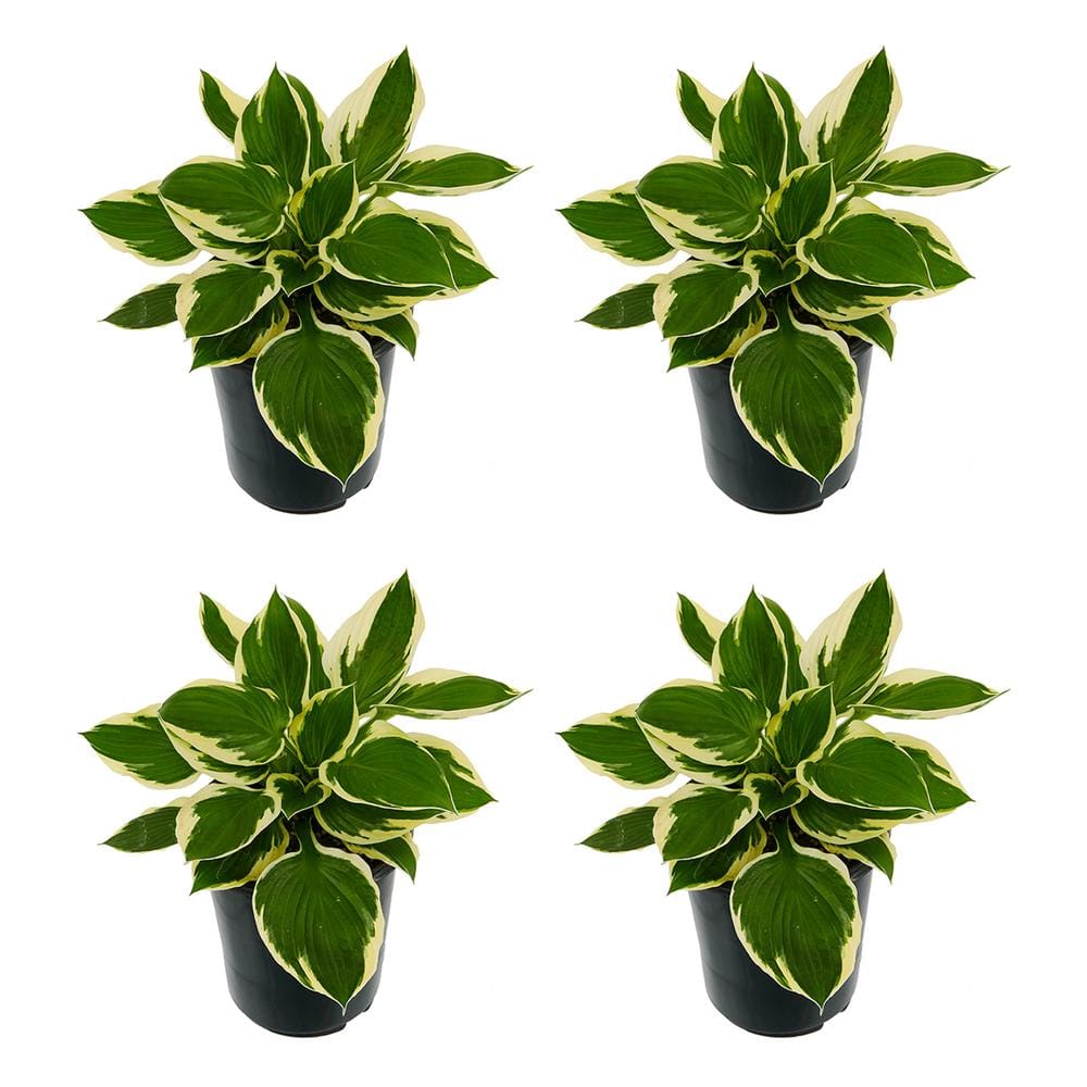 2.5 qt. Perennial Hosta Patriot (4-Pack)