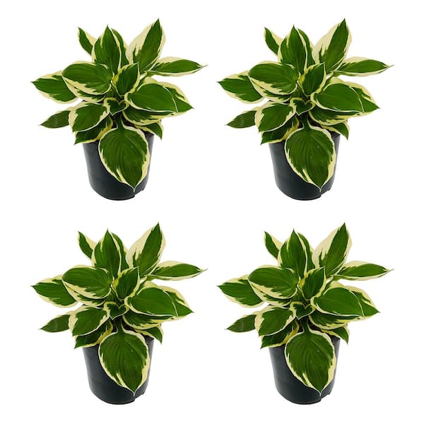 Unbranded 2.5 qt. Perennial Hosta Patriot (4-Pack)