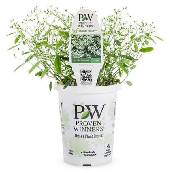 PROVEN WINNERS 4.25 in. Euphorbia Diamond Snow Live Annual Plant with White Flowers (4-Pack)
