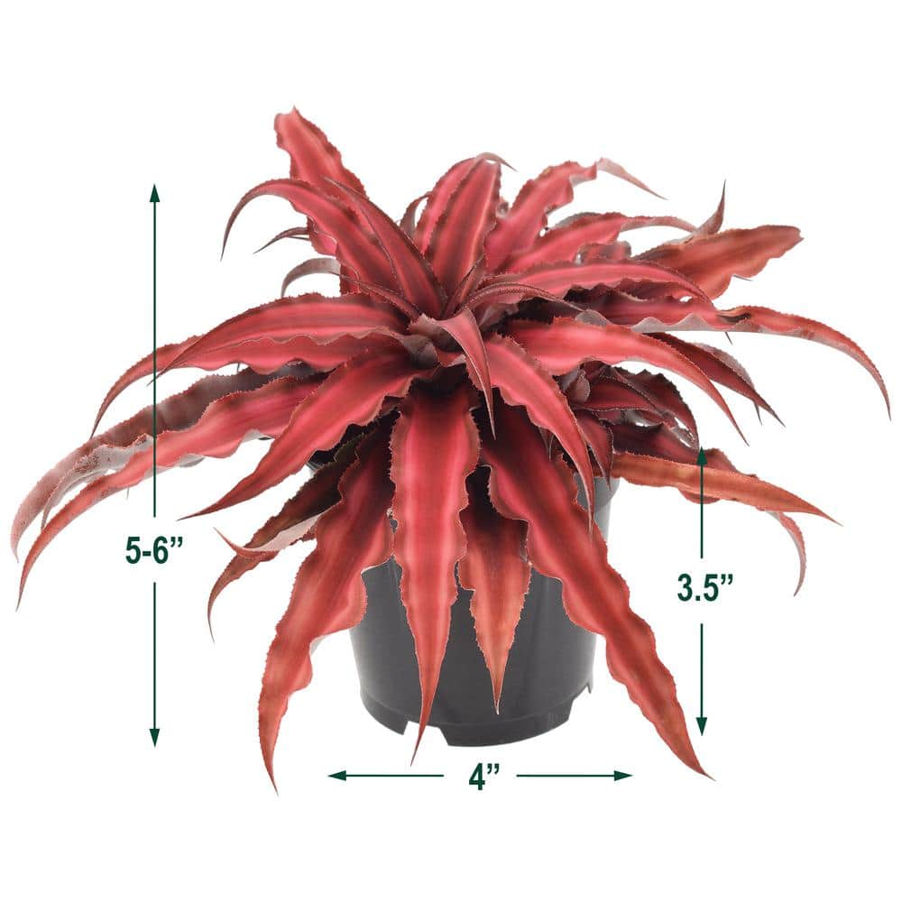 Cryptanthus Red Earth Star Large Indoor Plant in Black Plastic Pot