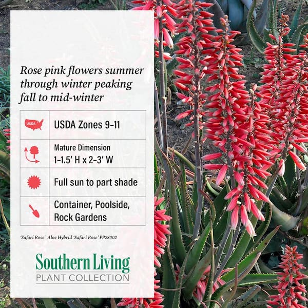 Safari Rose Aloe