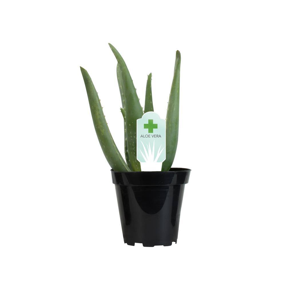 Aloe Vera 8" Green Succulent in Plastic Pot for Indoor/Outdoor