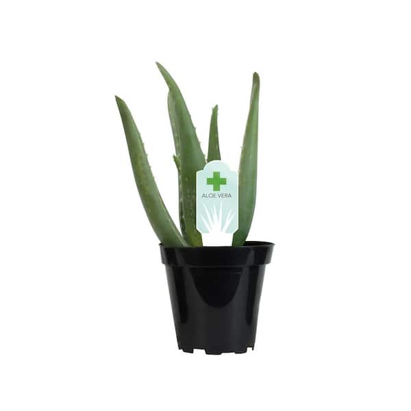 NATURAE DECOR Artificial 17 in. Aloe Vera Plants in Plastic Terracotta Pot  CAC-ALOE-17-1PK - The Home Depot