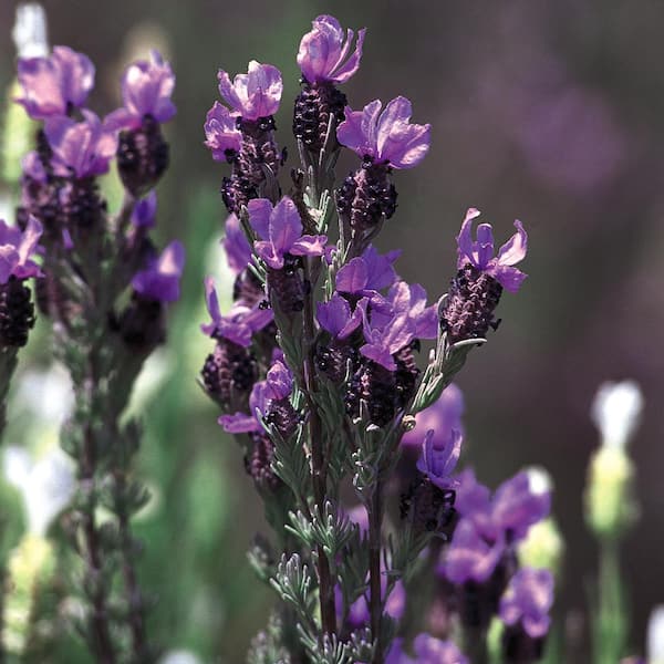 ALTMAN PLANTS 5.67 Gal. French Purple Lavender Plant