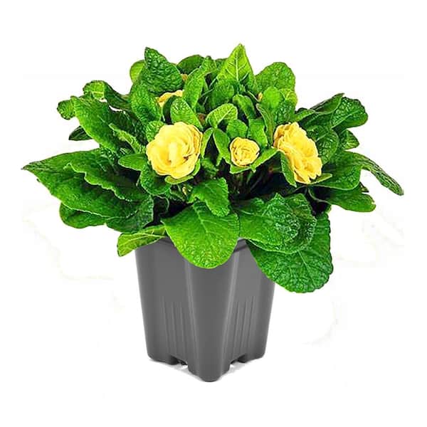 Unbranded 1.0 Qt. Primrose Belarina Perennial Plant with Yellow Flowers – 1-Pack