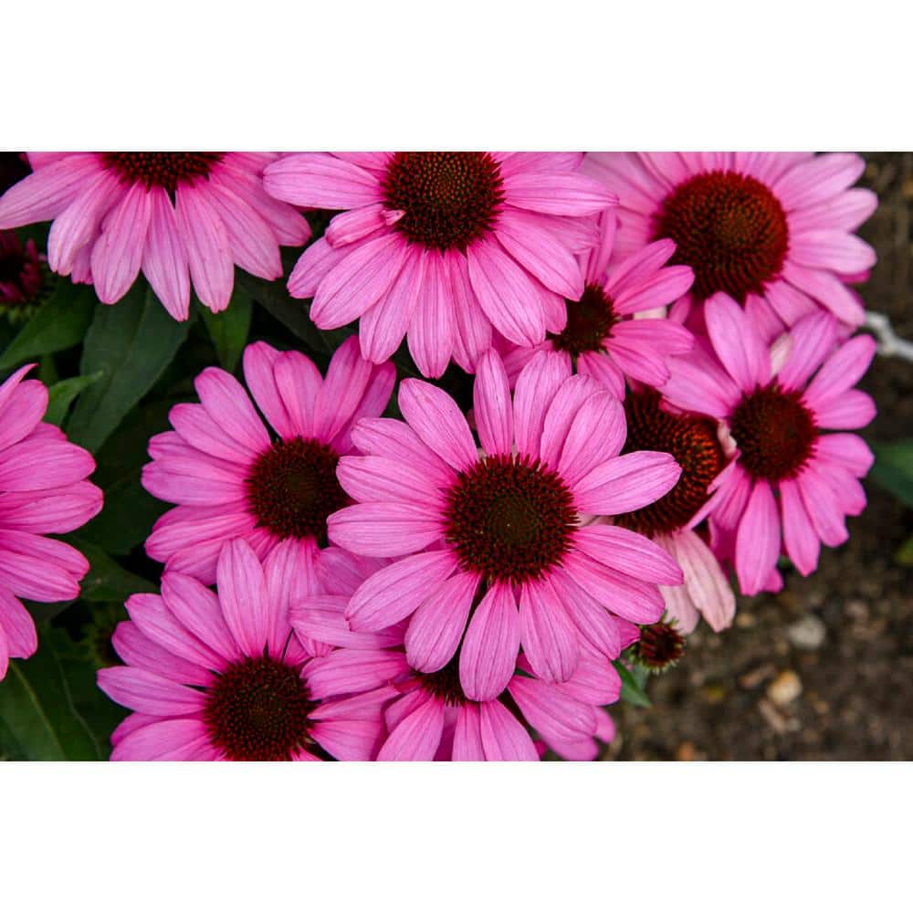 PROVEN WINNERS 1 Gallon, Color Coded 'The Fuchsia is Bright' Coneflower (Echinacea), Live Plant