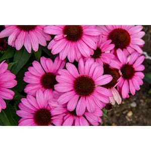 1 Gallon, Color Coded 'The Fuchsia is Bright' Coneflower (Echinacea), Live Plant, Pink Flowers 1 Pack