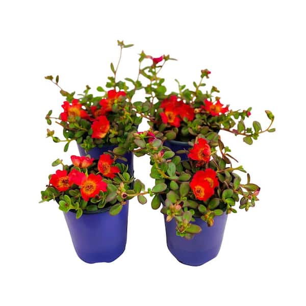 Pure Beauty Farms 1.38 Pt. Purslane Plant Red Flowers in 4.5 In