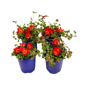 1.38 Pt. Purslane Plant Red Flowers in 4.5 In. Grower's Pot (4-Plants)