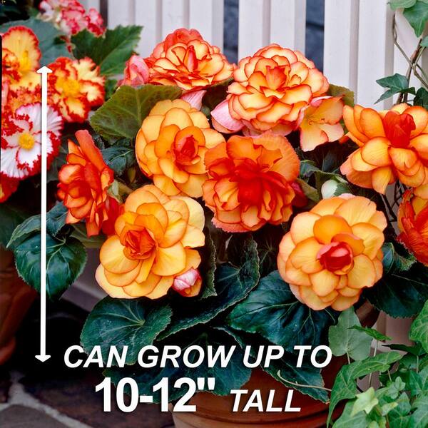 Garden State Bulb Bare Roots, Begonia Picotee Sunburst Flower