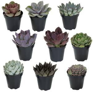 3.5 in. Echeveria Collection (9 PK)