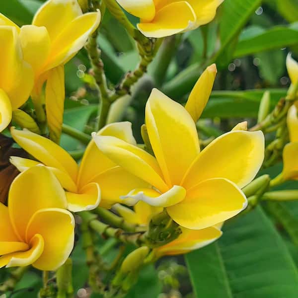 national PLANT NETWORK 1 gal. Plumeria Yellow Gold Plant