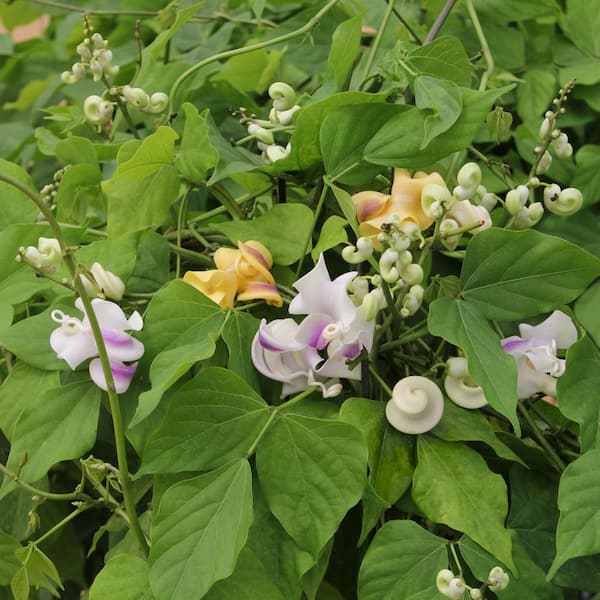 national PLANT NETWORK 1 gal. Corkscrew Vine HD3207