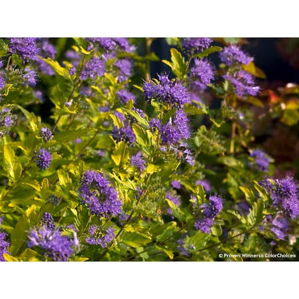 PROVEN WINNERS 4.5 in. qt. Sunshine Blue II Bluebeard (Caryopteris) Live Shrub, Blue Flowers and Bright Yellow Foliage