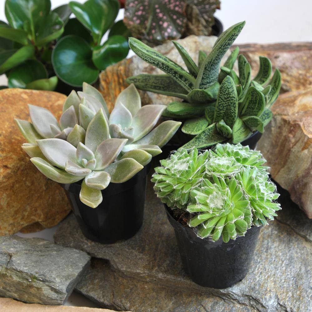 Pet-Safe Assorted Succulents in Black 3.5 Inch Pots (3-Pack)