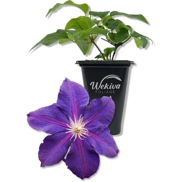 Wekiva Foliage Clematis Jackmanii Superba-Live Plant in a 2 Inch Pot-Starter Plants-Beautiful Violet Purple Flowering Vine