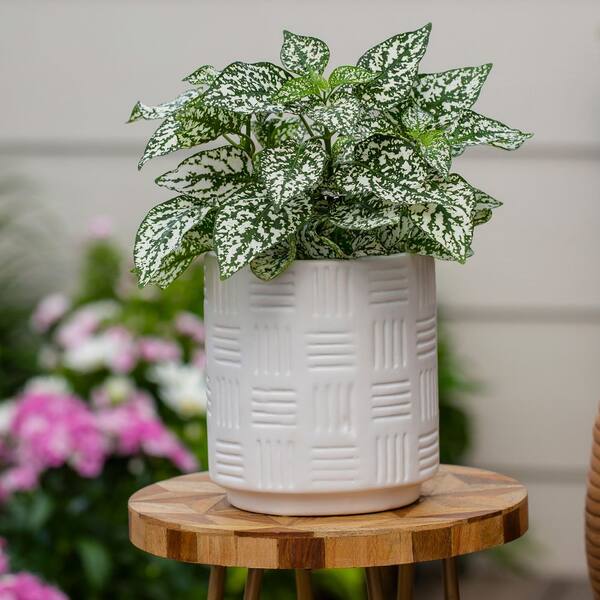 Vigoro 1-Pint Hypoestes Splash Select White Polka Dot Plant Annual
