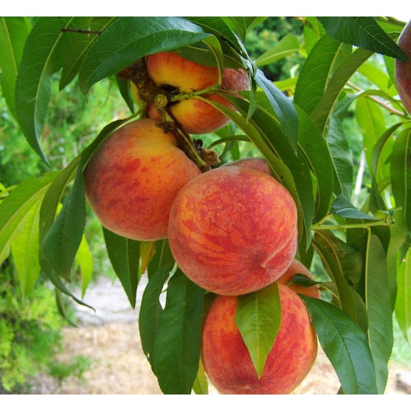 Online Orchards 3 ft. Frost Peach Tree Semi Dwarf with Cold Hardy