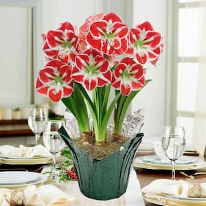Samba Red Flowering Amaryllis (Hippaestrum) 3 Bulb Holiday Gift Kit, Planted in a Foil Wrapped 9 in. Pot