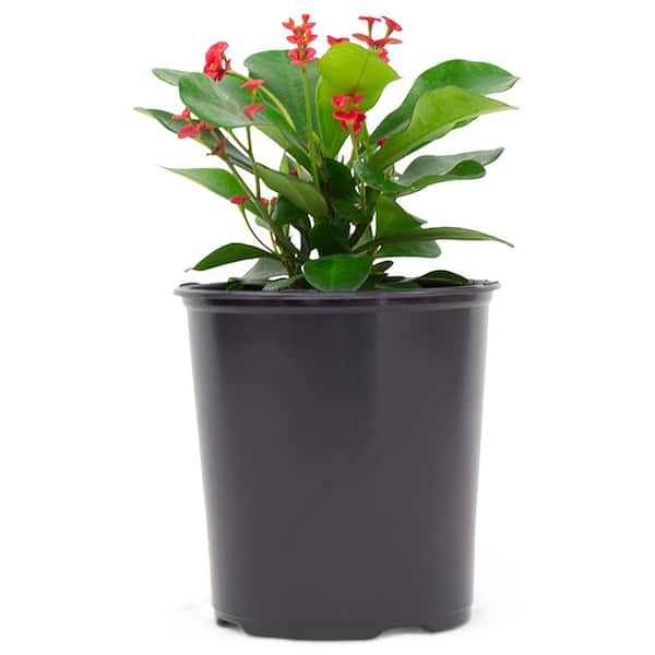 2.5 Qt. Crown of Thorns Red Flowers in 6.33 in. Grower's Pot