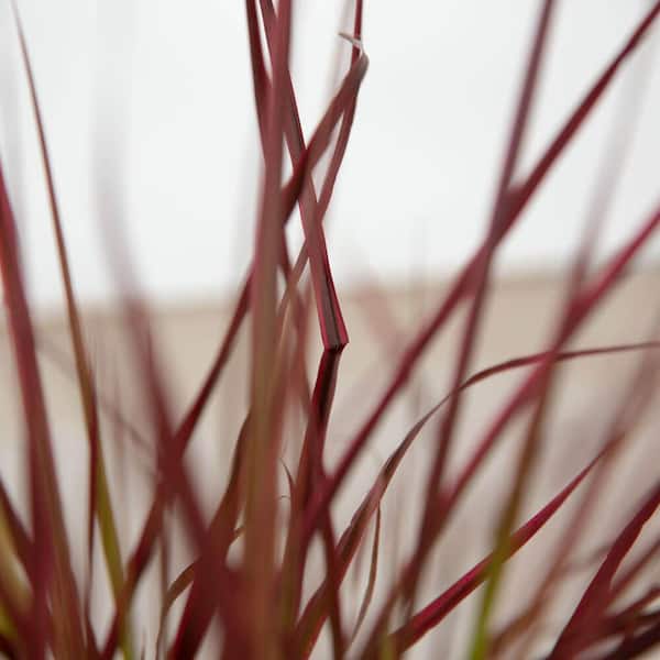 FLOWERWOOD 2.5 qt. Pennisetum Setaceum Fireworks (Fountain Grass