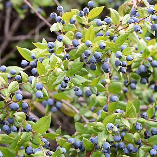 national PLANT NETWORK 1 gal. Blueberry Biloxi Shrub