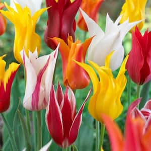 12/Plus cm, Mix Tulip Lily Flowering Bulbs, Fall Planting (Bag of 24)