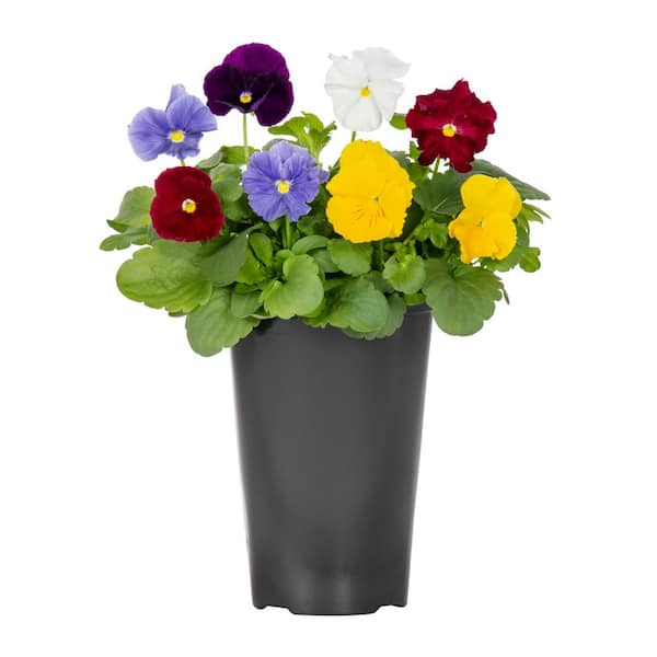 METROLINA GREENHOUSES 2 Qt. Pansy Assorted Colors Annual Plant
