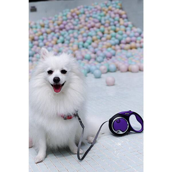 smart retractable dog leash