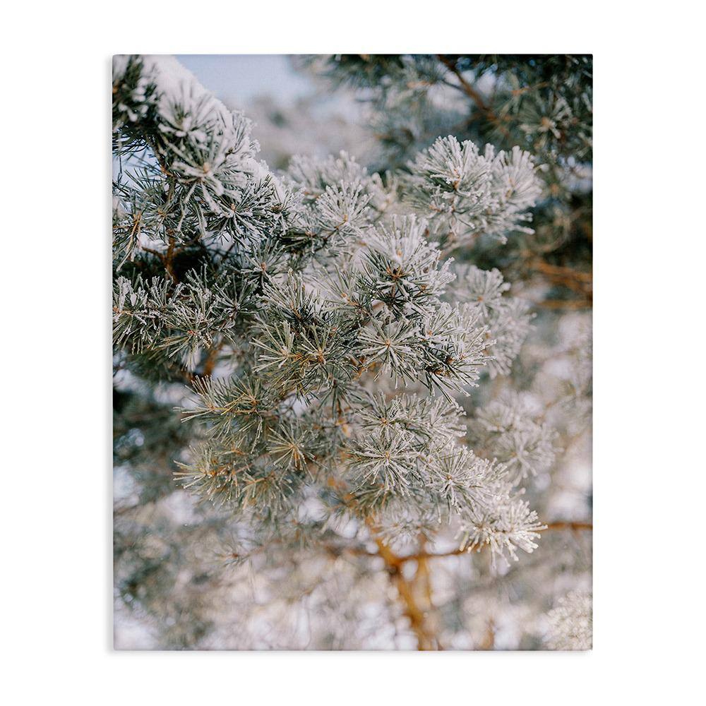 Frosted Fir Tree Branches by Justine Milton 1-Piece Unframed Graphic Print Nature Poster Art Print 40 in. x 30 in. price history on PriceWatchPro