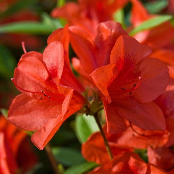 2 Gal. Autumn Bravo Azalea Bush with Reblooming Red Flowers - Low-Maintenance Evergreen Shrub