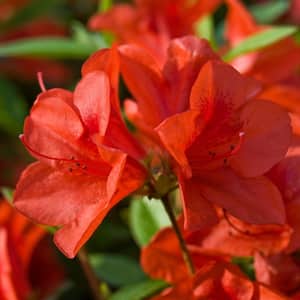 2 Gal. Autumn Bravo - Red Multi-Season Re-Blooming(Azalea) Evergreen Shrub