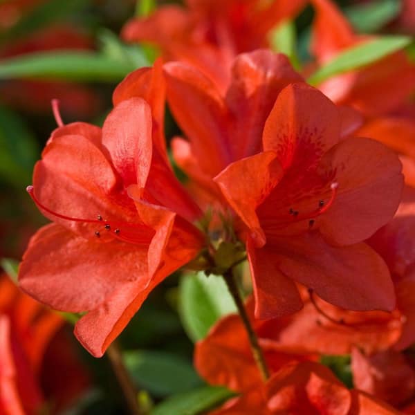 ENCORE AZALEA 2 Gal. Autumn Bravo - Red Multi-Season Re-Blooming(Azalea) Evergreen Shrub